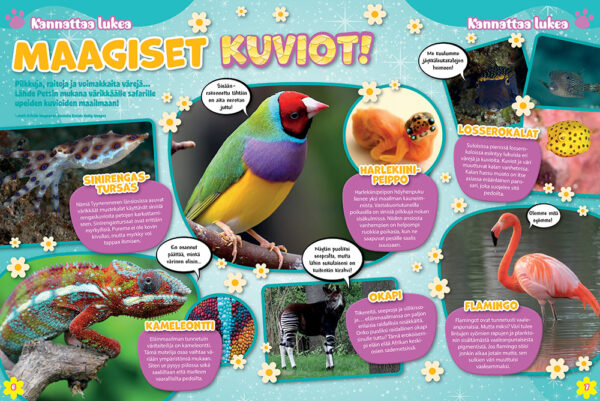 Pets - Image 2