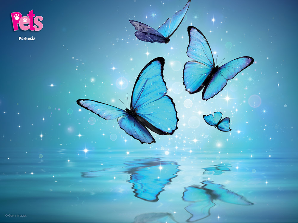 Pets Puuhapussi - Image 3